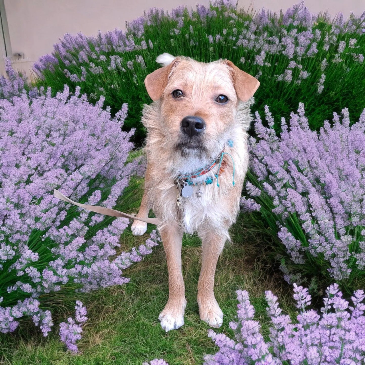 Bernsteinkette für Hunde Zeckenhalsband Schildkröten türkis - LoveBandit