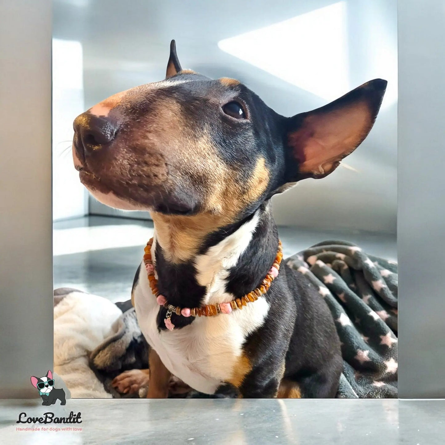 Bernsteinkette für Hunde Zeckenhalsband Skull - LoveBandit