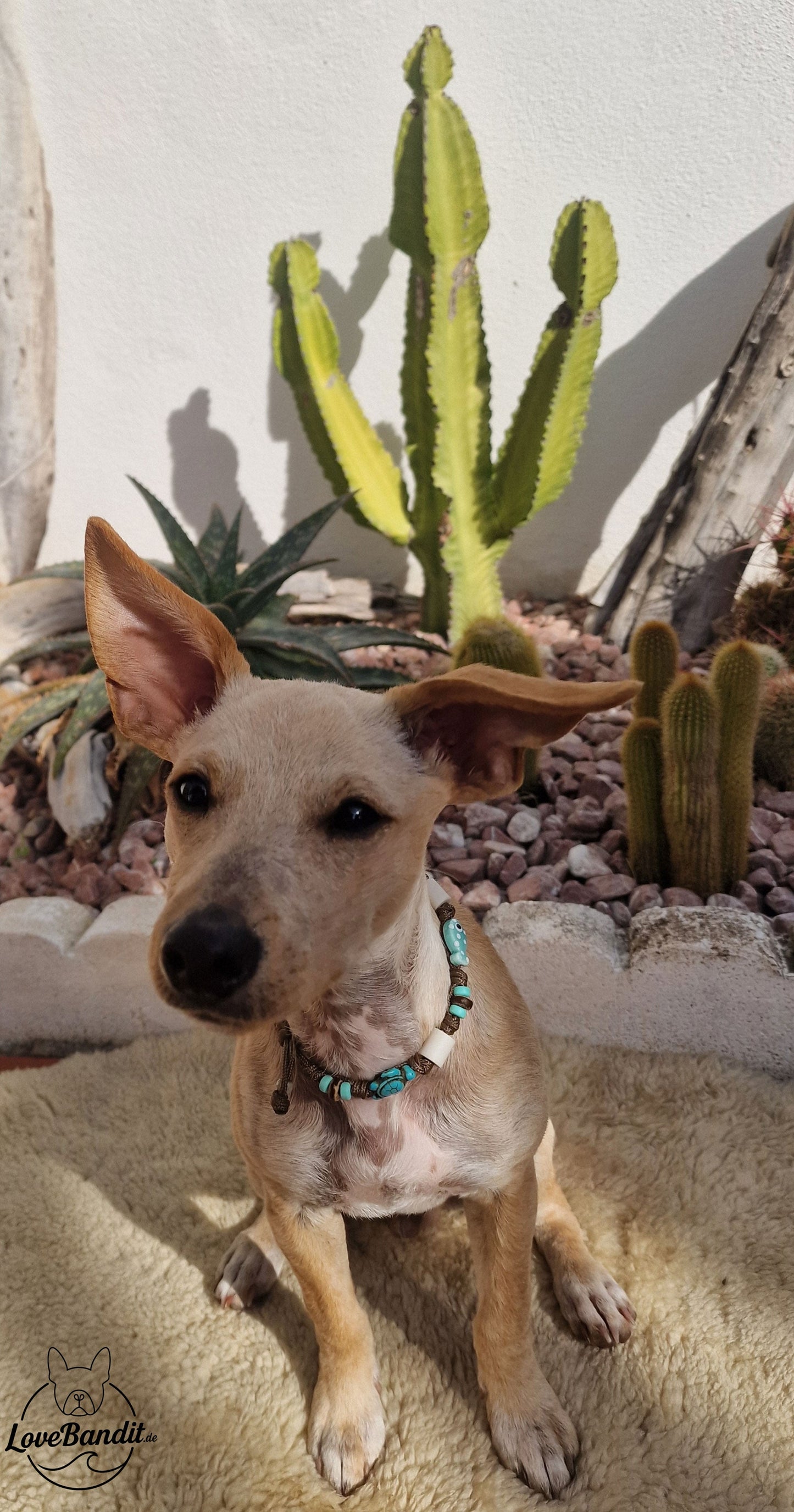 EM-Keramik Halsband handbemalte Muscheln Fisch Türkis LoveBandit