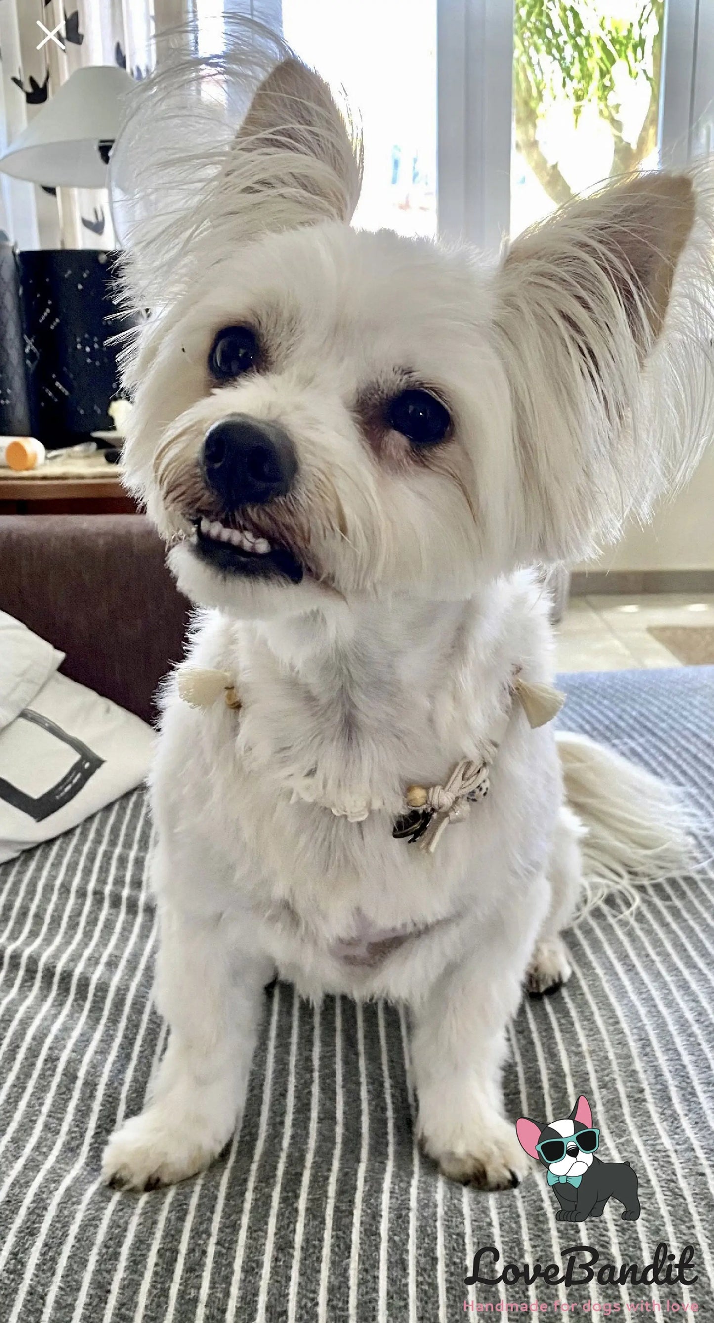 EM-Keramik Halsband Boho Dog Ibiza - LoveBandit
