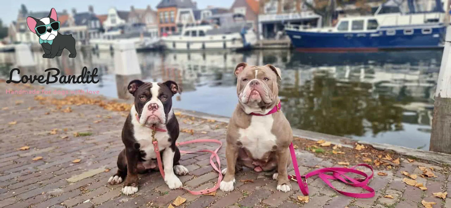 Hundehalsband "Heaven" Pastellfarben aus BioThane® mit Messing VEGAN - LoveBandit