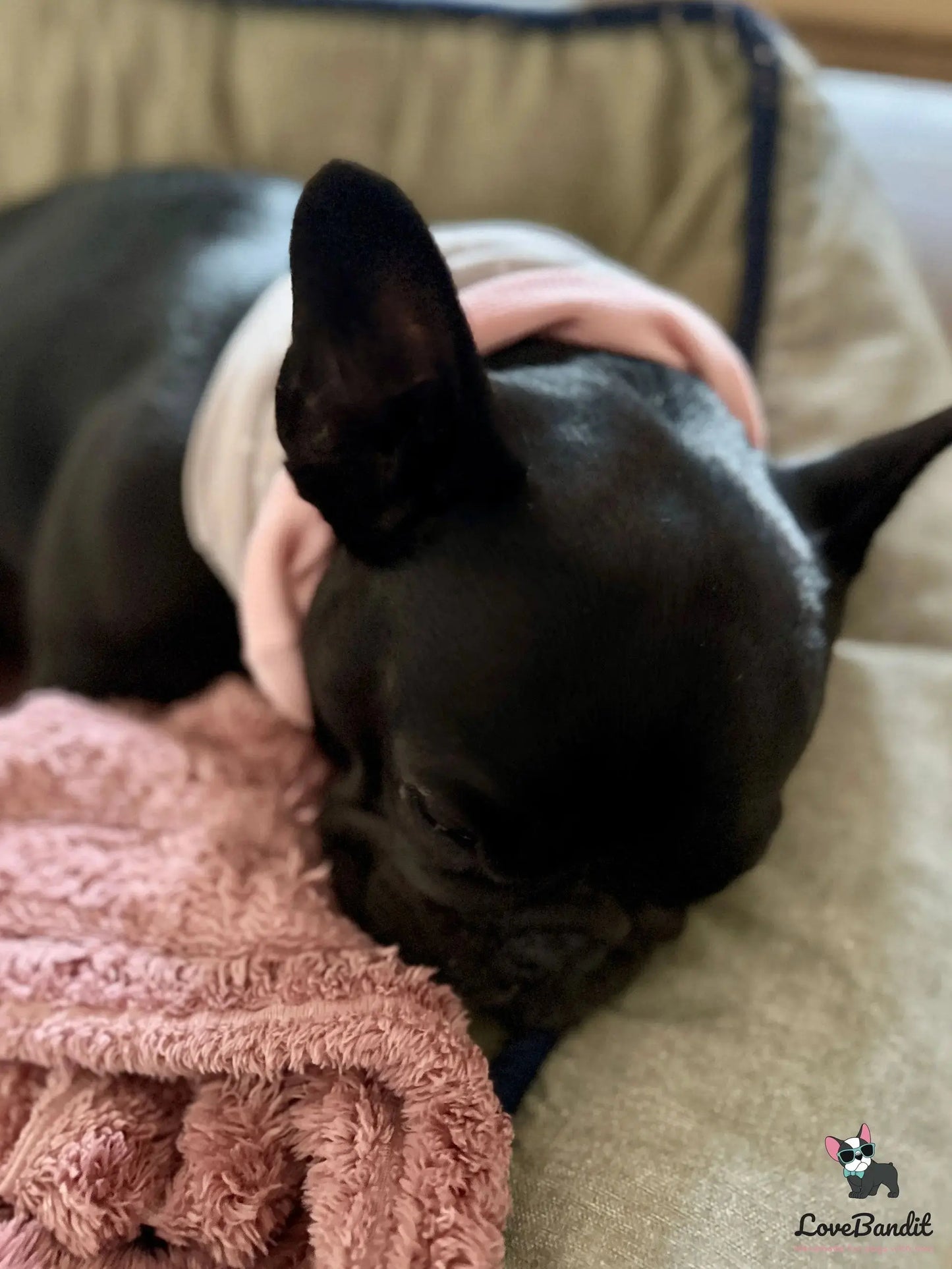 Hundeloop Hundehalstuch Frühling Sommer Sterne Hellpink - LoveBandit