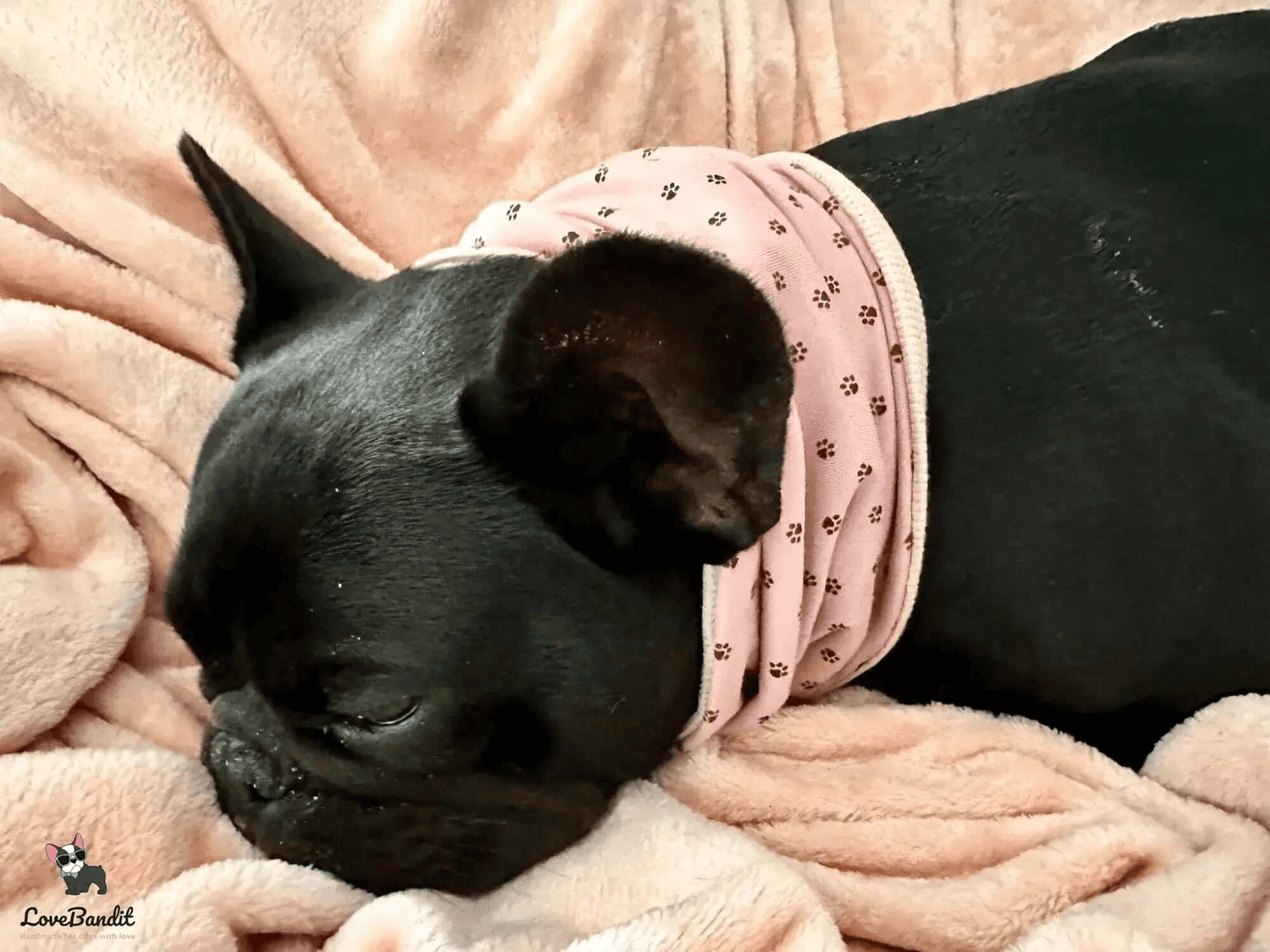 Hundeloop Hundehalstuch Frühling Sommer Seesterne Mint - LoveBandit
