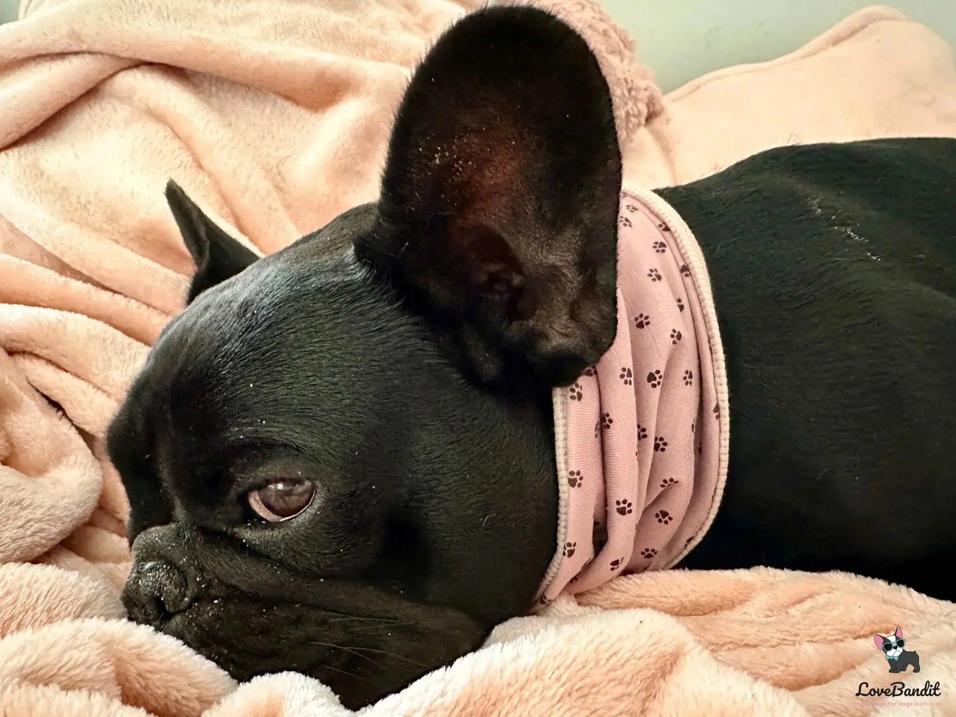 Hundeloop Hundehalstuch Frühling Sommer Sterne Mini Vintagegrün - LoveBandit
