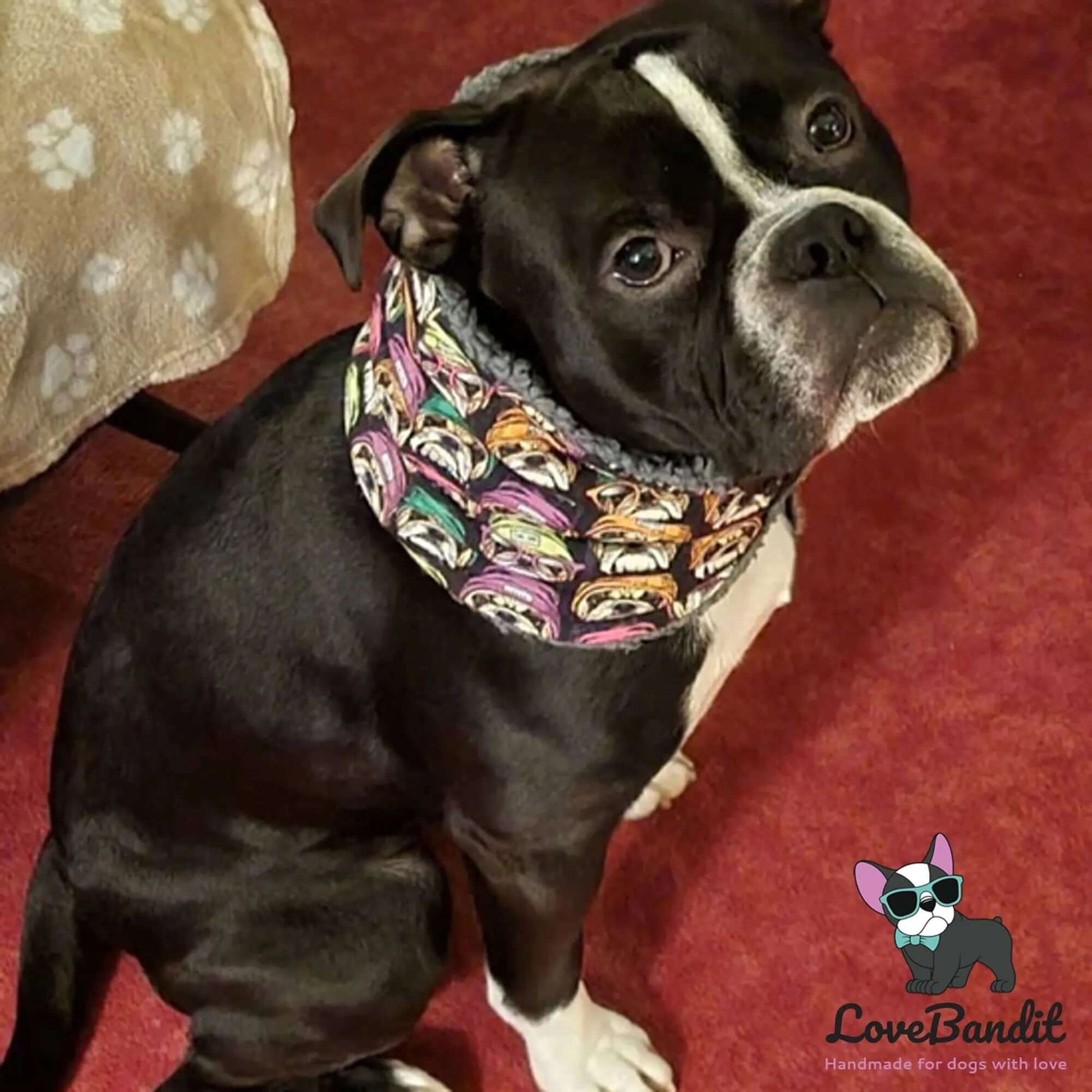 Hundeloop Hundeschal Bulldog Neon Schwarz - LoveBandit