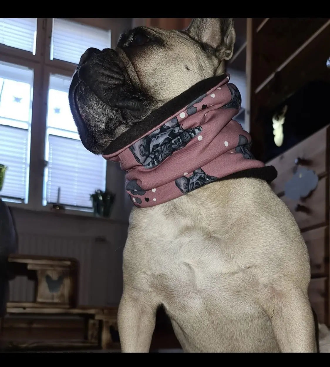 Hundeloop Hundeschal Französische Bulldogge Altrosa - LoveBandit