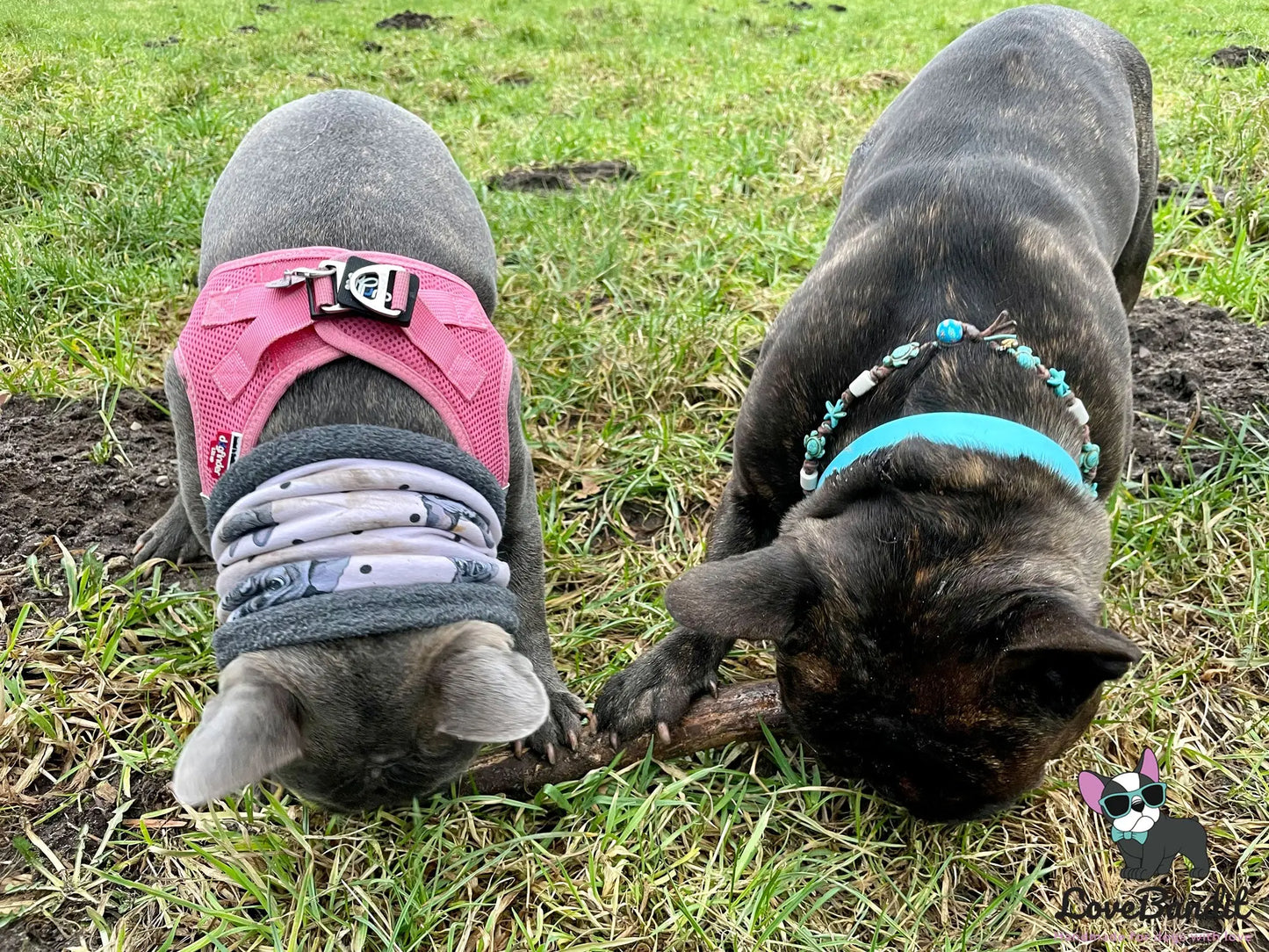 Hundeloop Hundeschal Französische Bulldogge Hellflieder - LoveBandit