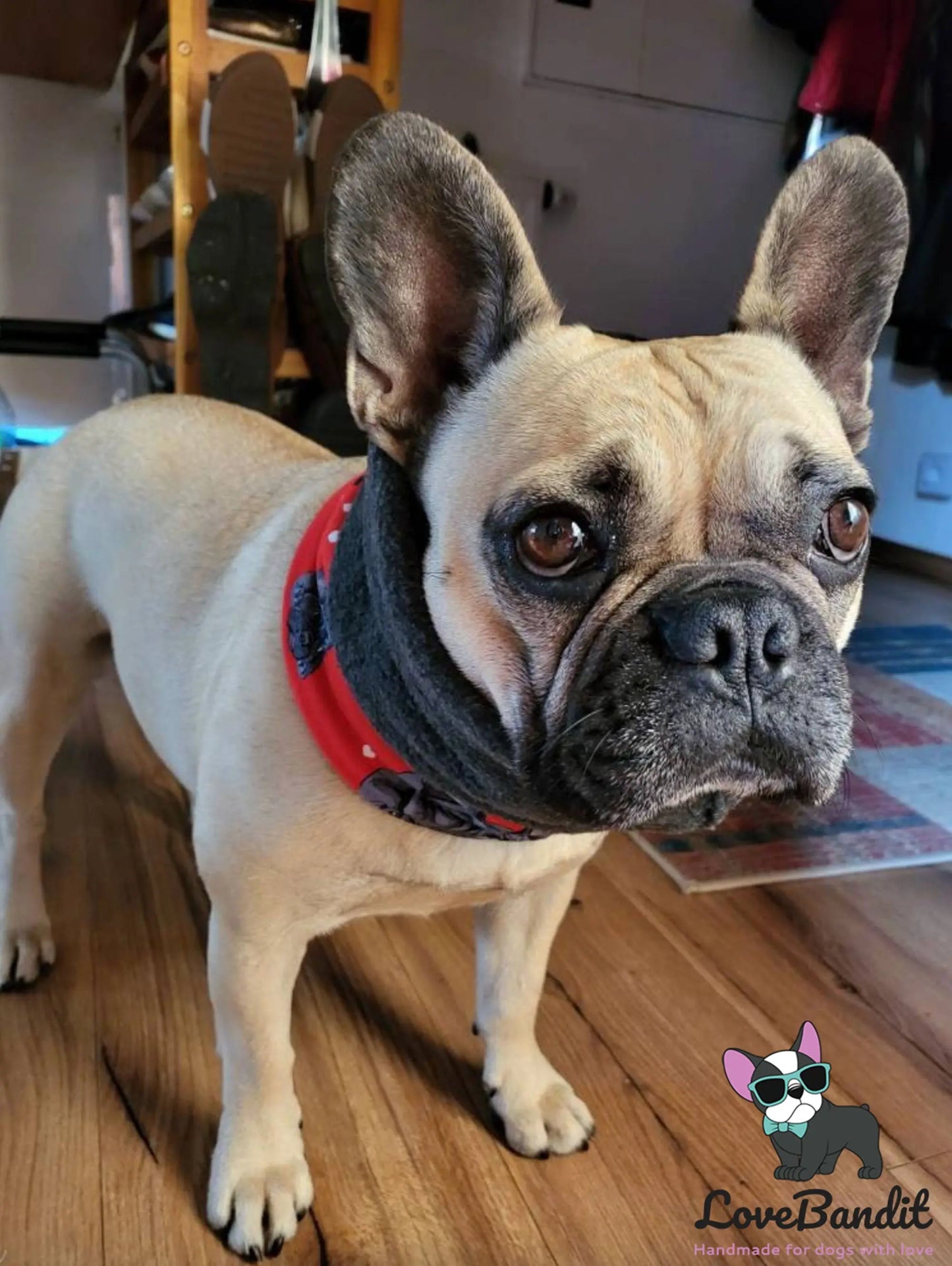 Hundeloop Hundeschal Französische Bulldogge Rot - LoveBandit
