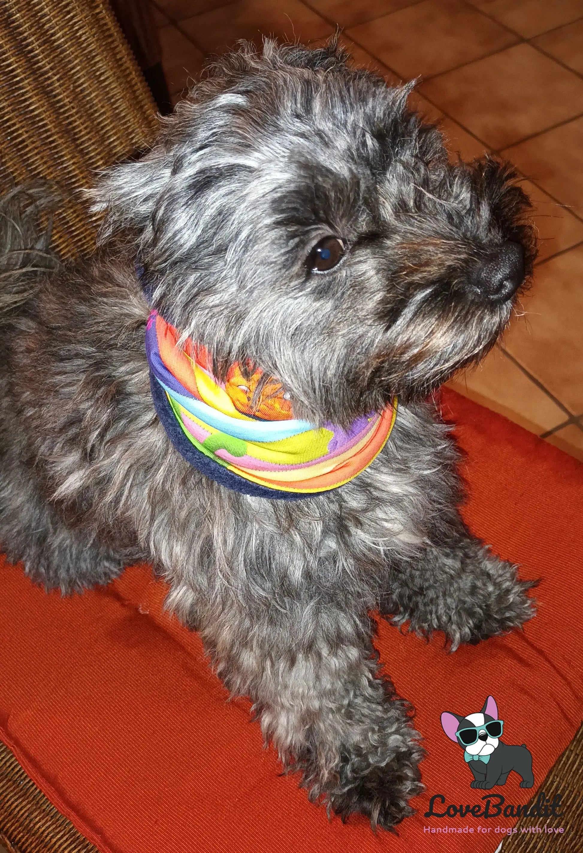 Hundeloop Hundeschal Freches Monster Regenbogen - LoveBandit