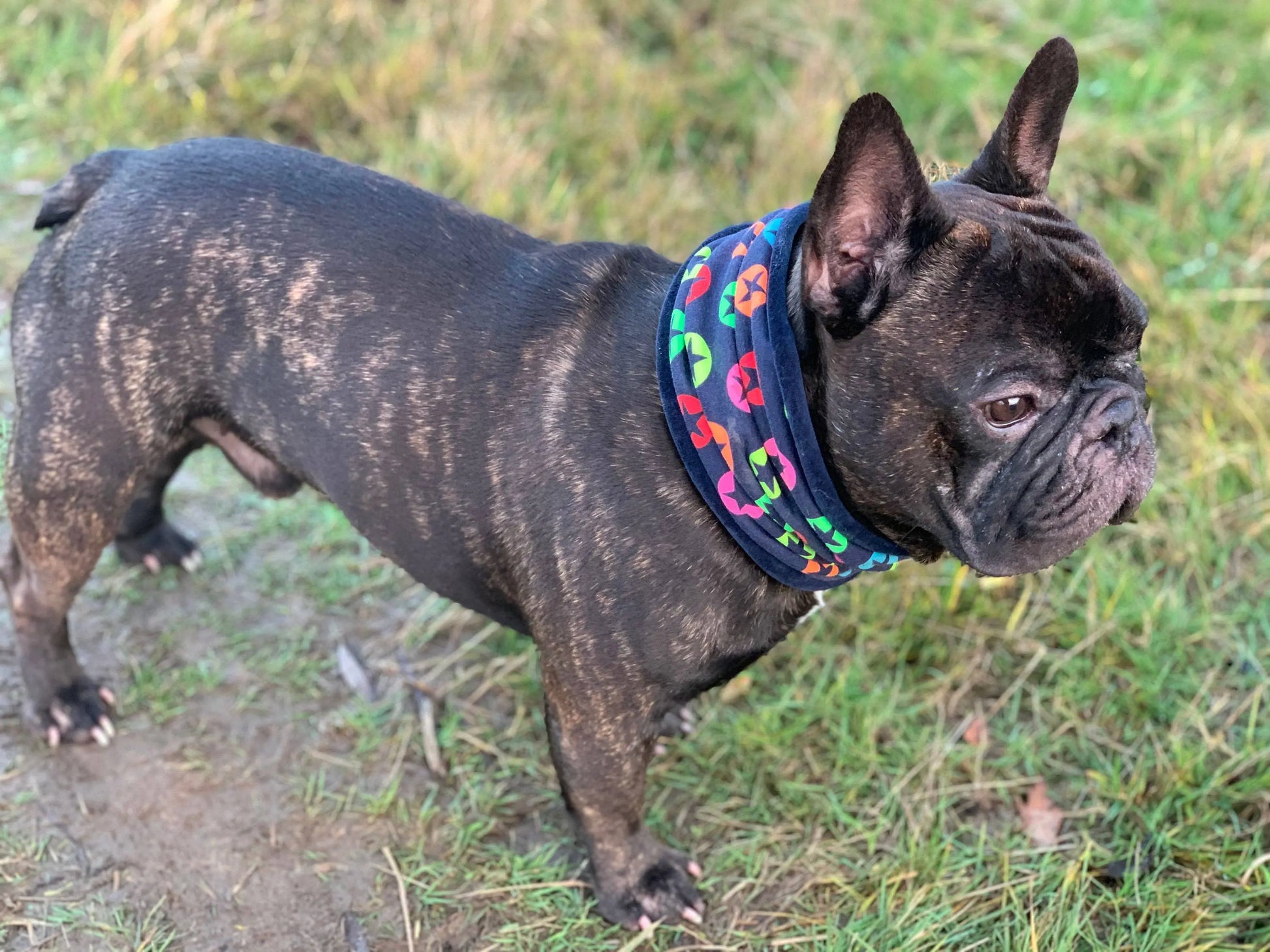 Hundeloop Hundeschal Sterne Neon Dunkelblau - LoveBandit