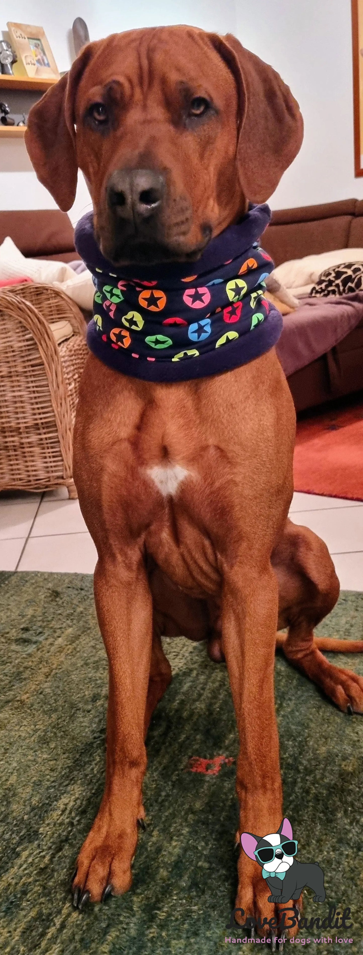 Hundeloop Hundeschal Sterne Neon Dunkelblau - LoveBandit