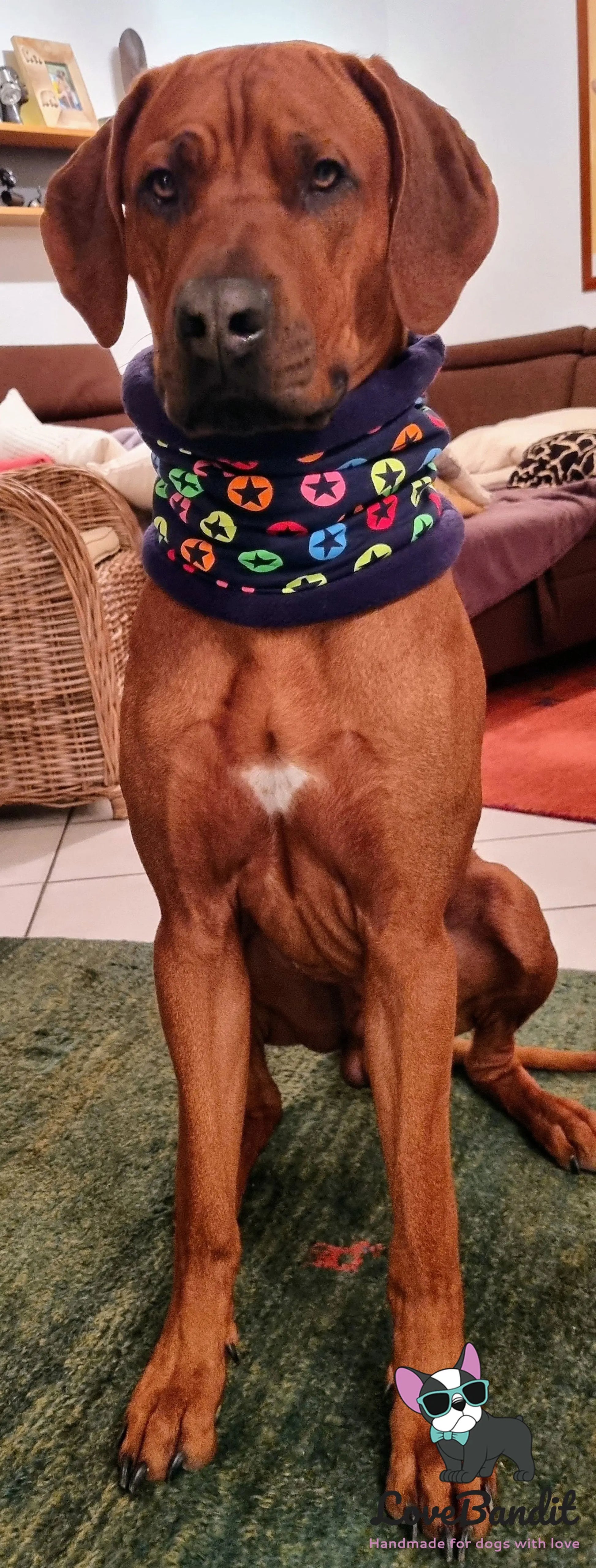 Hundeloop Hundeschal Sterne Neon Dunkelblau - LoveBandit