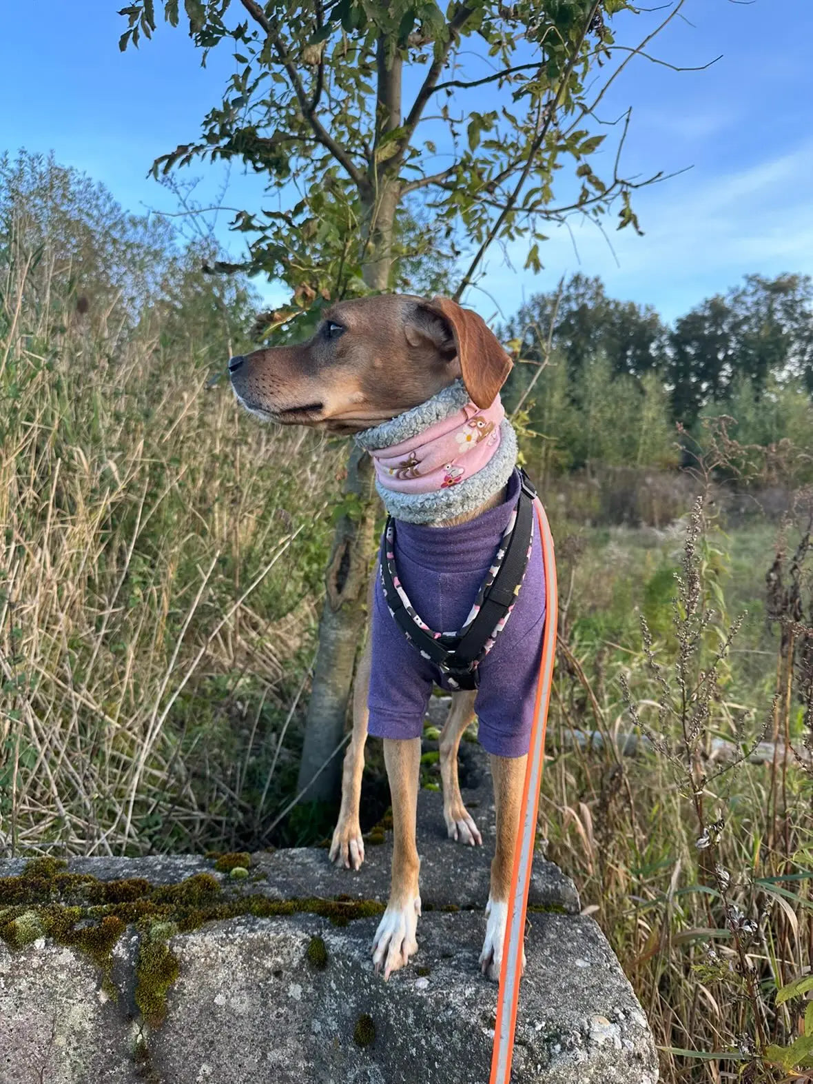 Hundeloop Hundeschal Rehkitz Häschen Blümchen rosa - LoveBandit