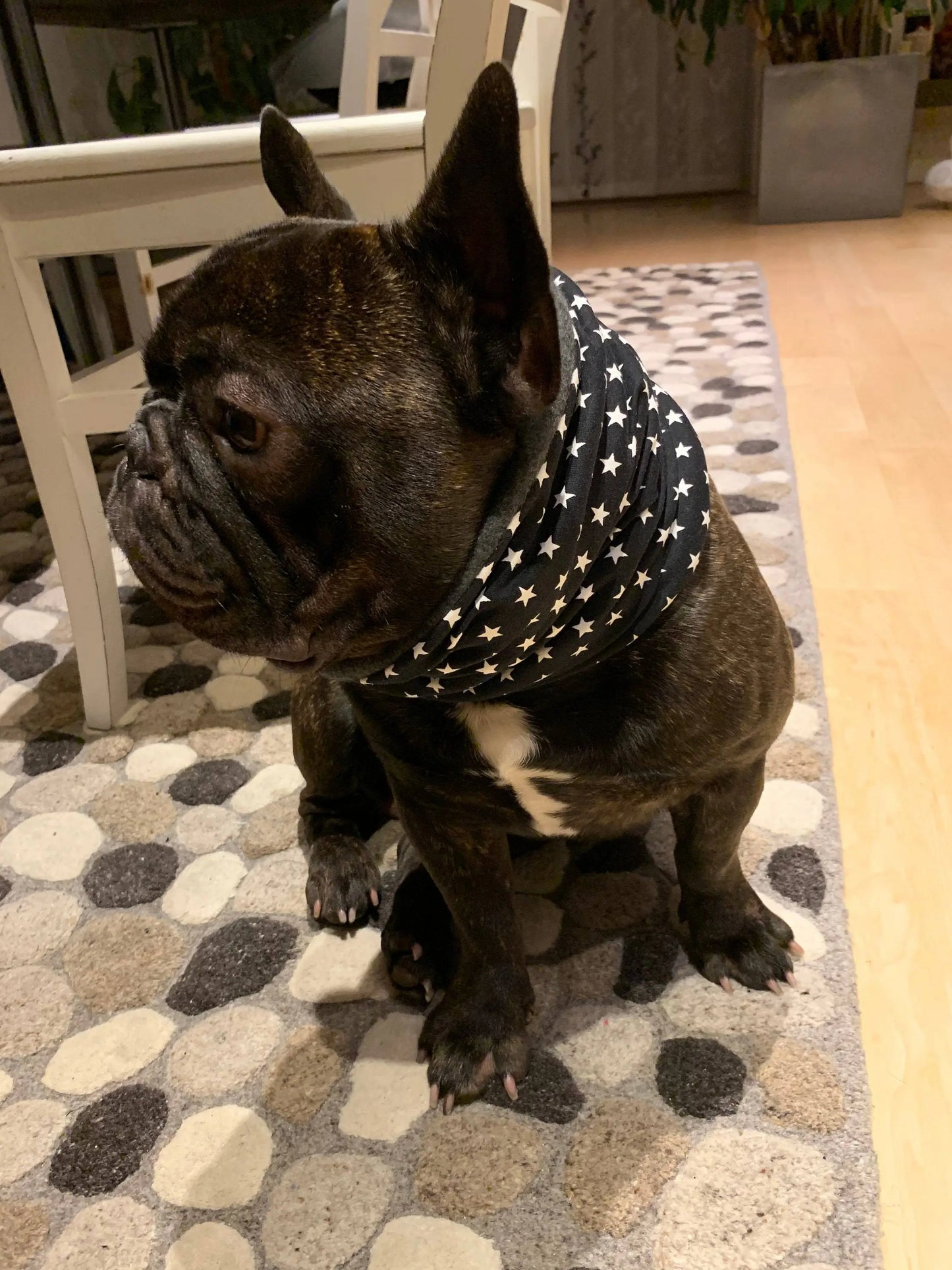 Hundeloop Hundeschal Sterne schwarz - LoveBandit