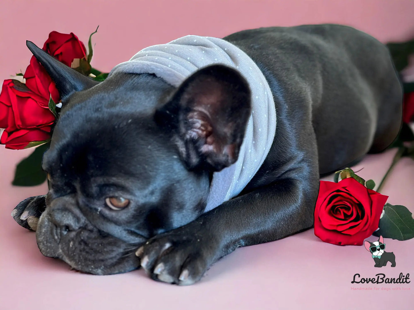 Hundeloop Hundeschal Boston Terrier rot - LoveBandit