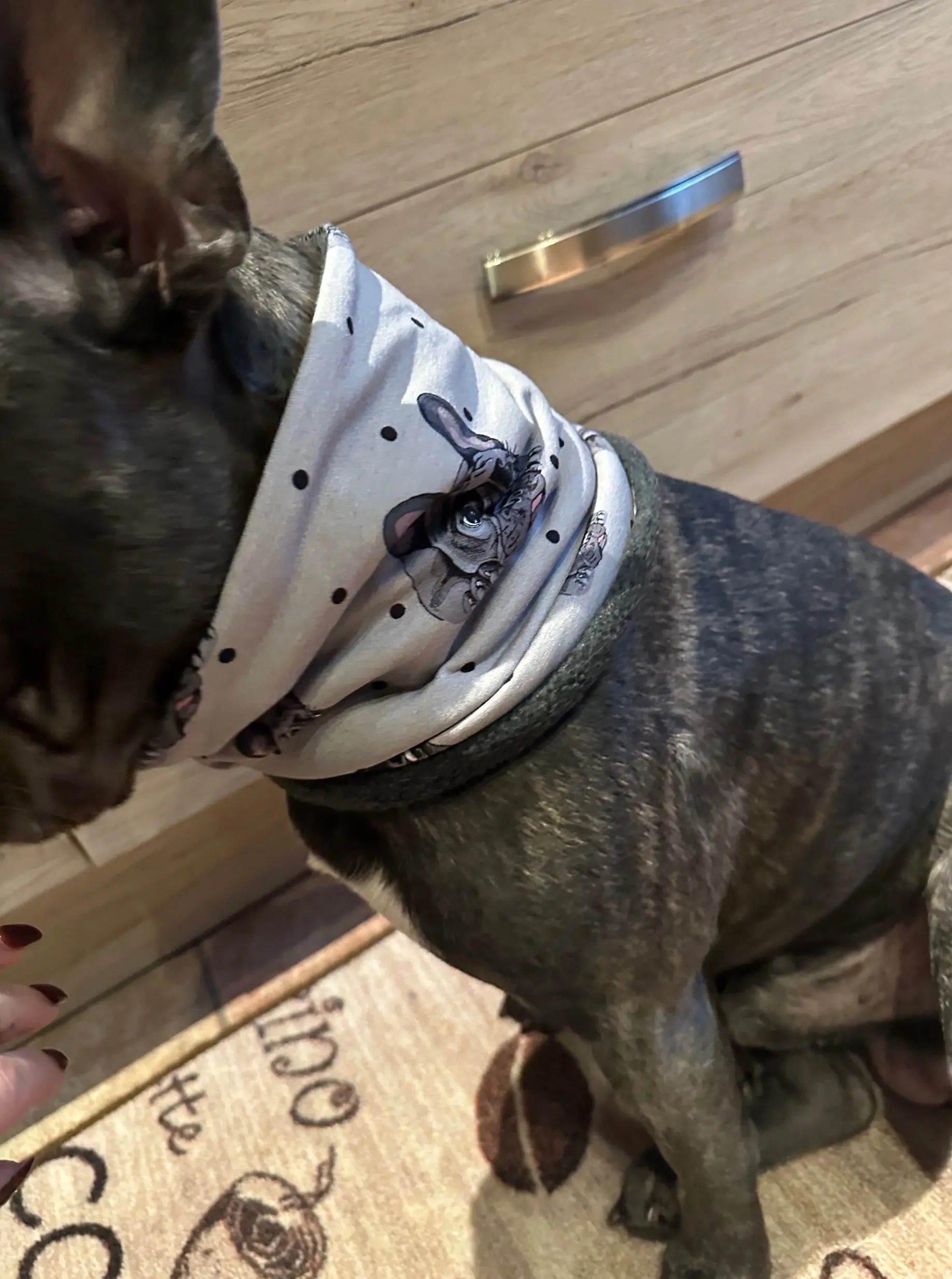 Hundeloop Hundeschal Boston Terrier Punkte rot - LoveBandit