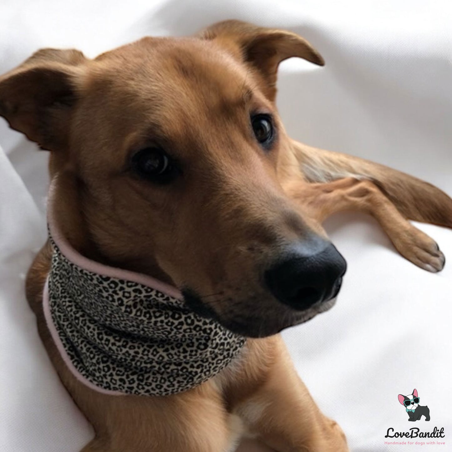 🌙 Hundeloop „Bat Night“ – Kuscheliger Loop-Schal für Hunde