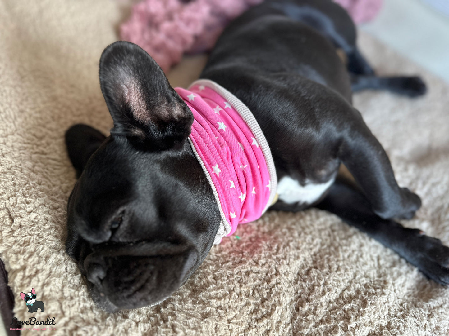 Hundeloop Hundehalstuch Frühling Sommer Wal Möwe