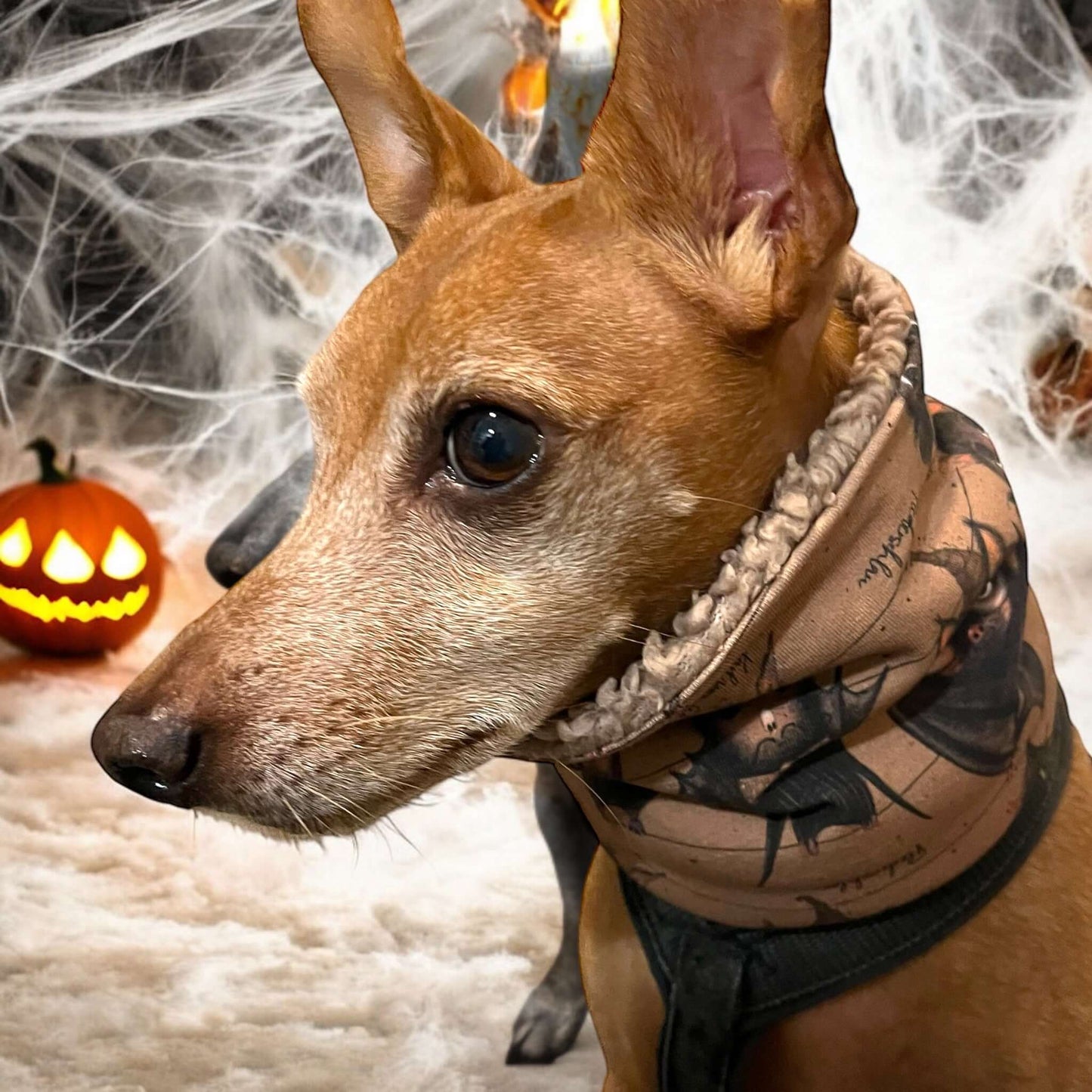 Hundeloop Hundeschal Fledermaus-braun-Teddy beige-LoveBandit