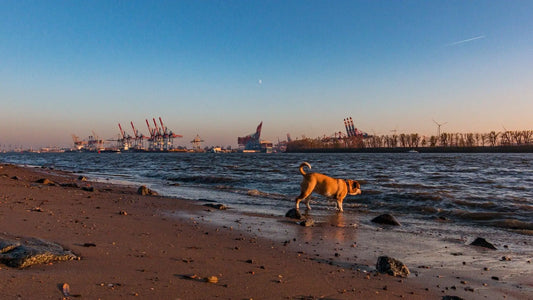 Top 3 Hundewiesen in Hamburg für Touristen - LoveBandit