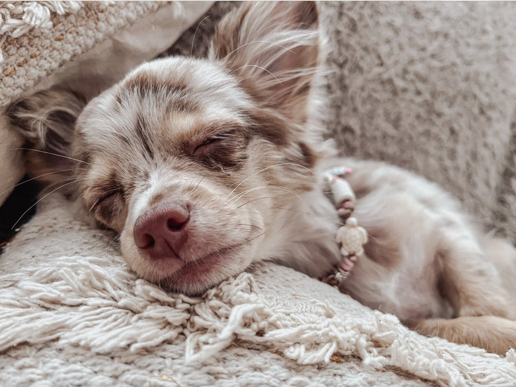 Eine Ergänzung für Hunde zur natürlichen Zeckenabwehr und Hundeschmuck by LoveBandit