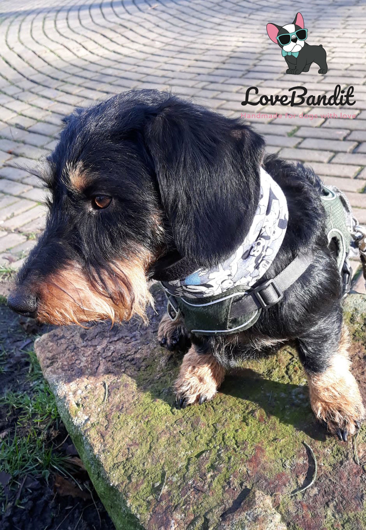 Hundeloop Hundeschal "Die Affen sind los" blau mit Fleece oder Teddyplüsch Lovebandit