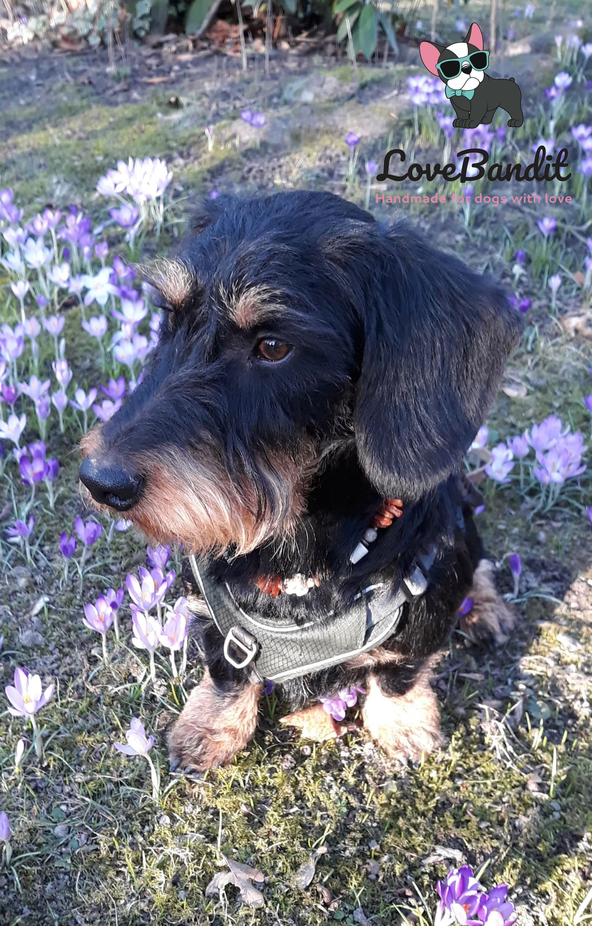 Bernstein und EM Keramik Halsband für Hunde - Peace & Schildkröten blau Lovebandit