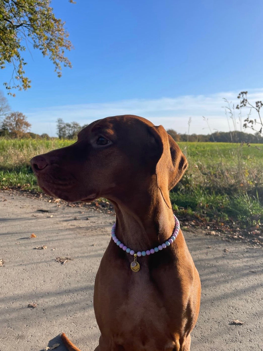 Schmuckkette Perlenkette für Hunde Rosé Seagreen aus Acrylperlen Lovebandit