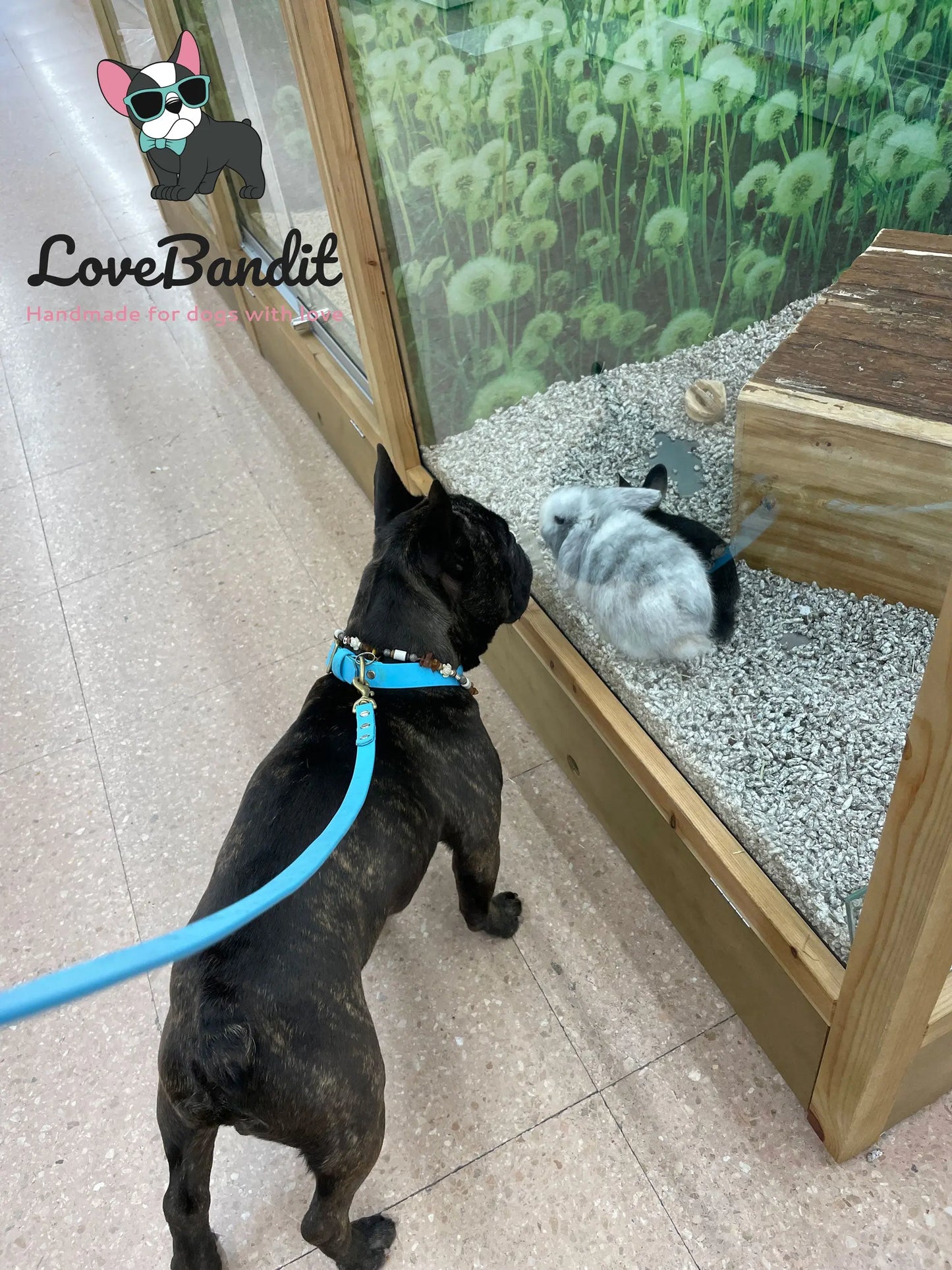 Alltagsleine "Abgeschleppt" 3m Länge aus BioThane® 16 mm (mittlerer Hund) - LoveBandit