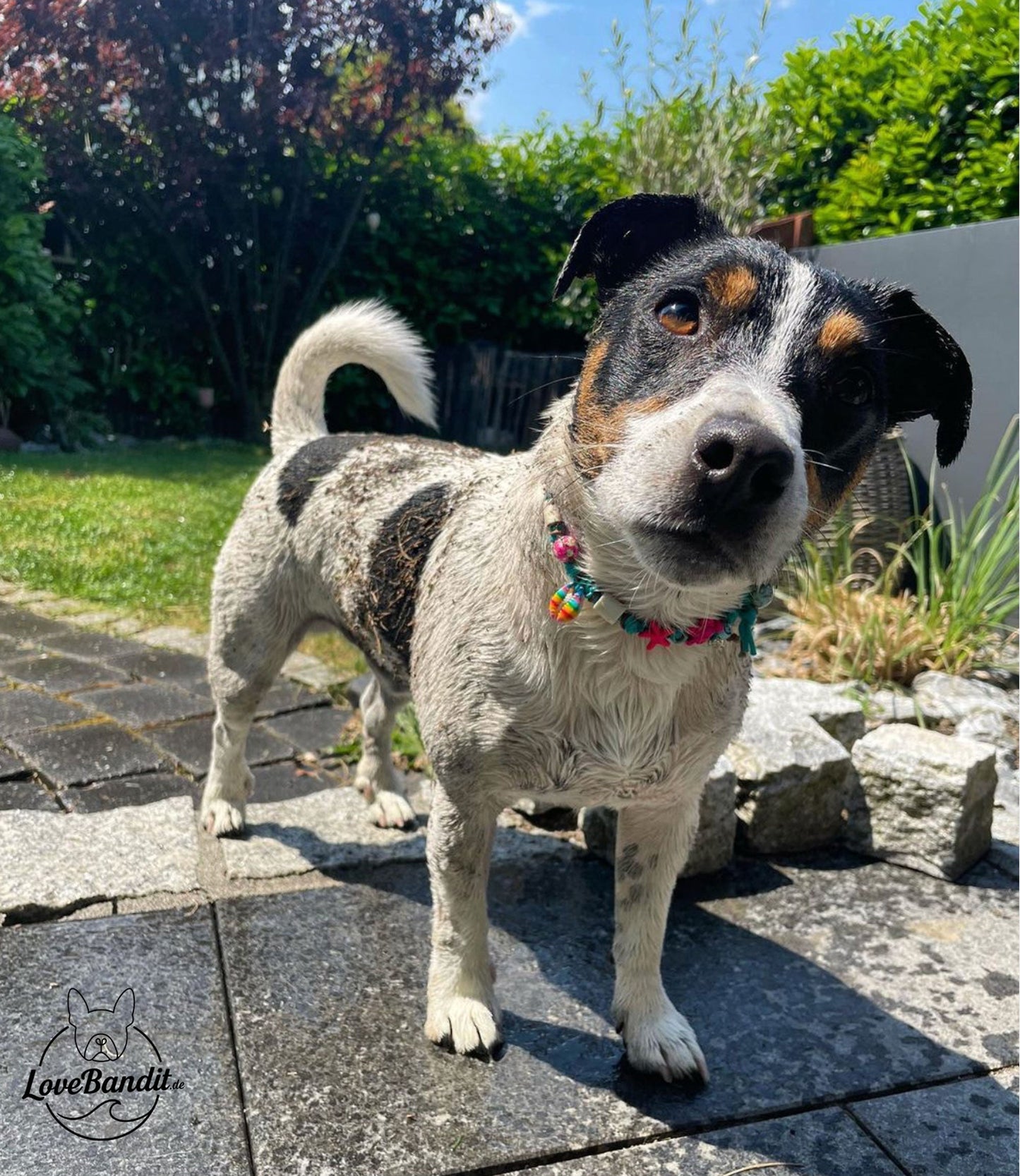 EM-Keramik Halsband bunte Muscheln Schildkröten LoveBandit
