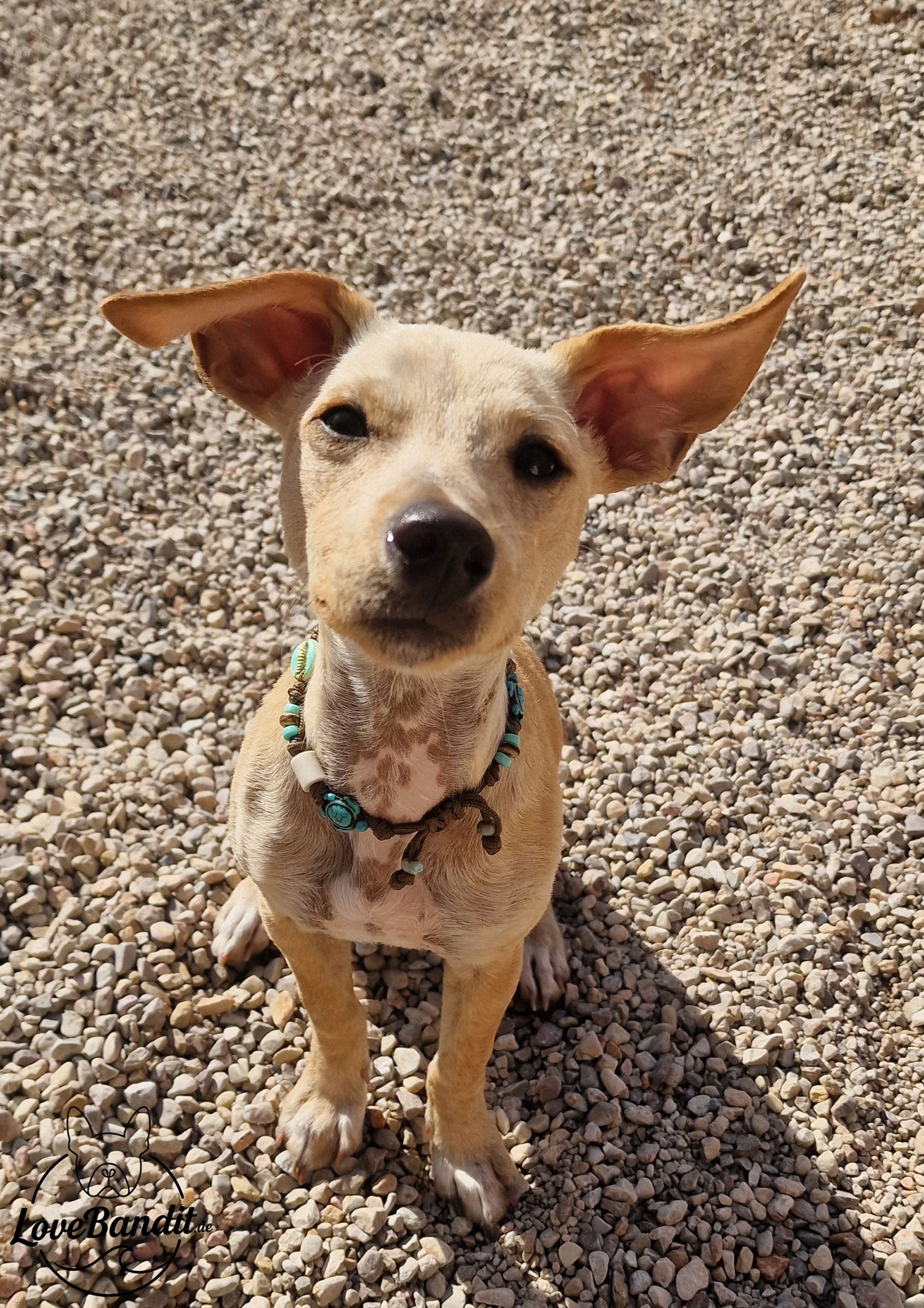 EM-Keramik Halsband handbemalte Muscheln Fisch Türkis LoveBandit