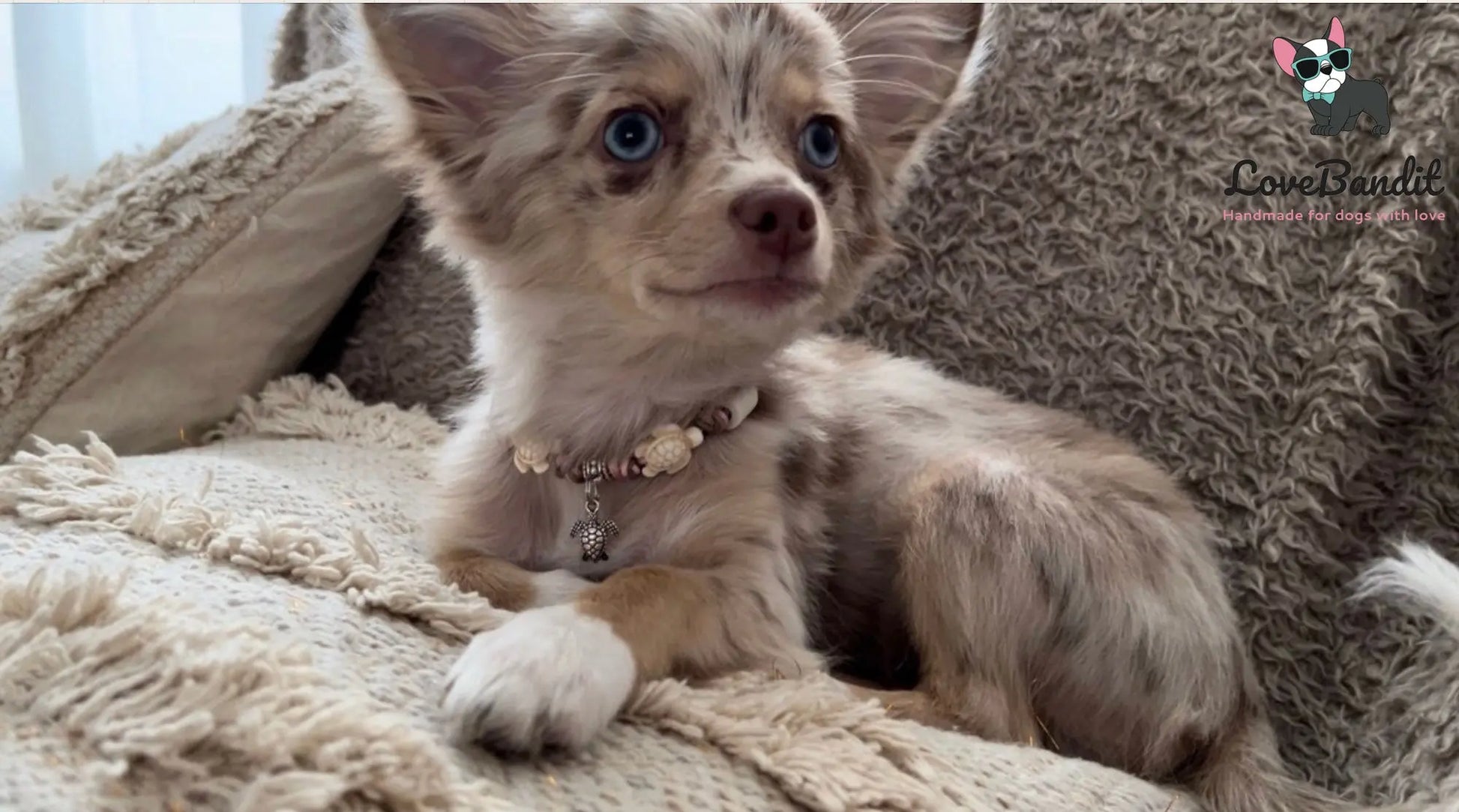 EM-Keramik Halsband Schildkröten und Seesterne natur - LoveBandit