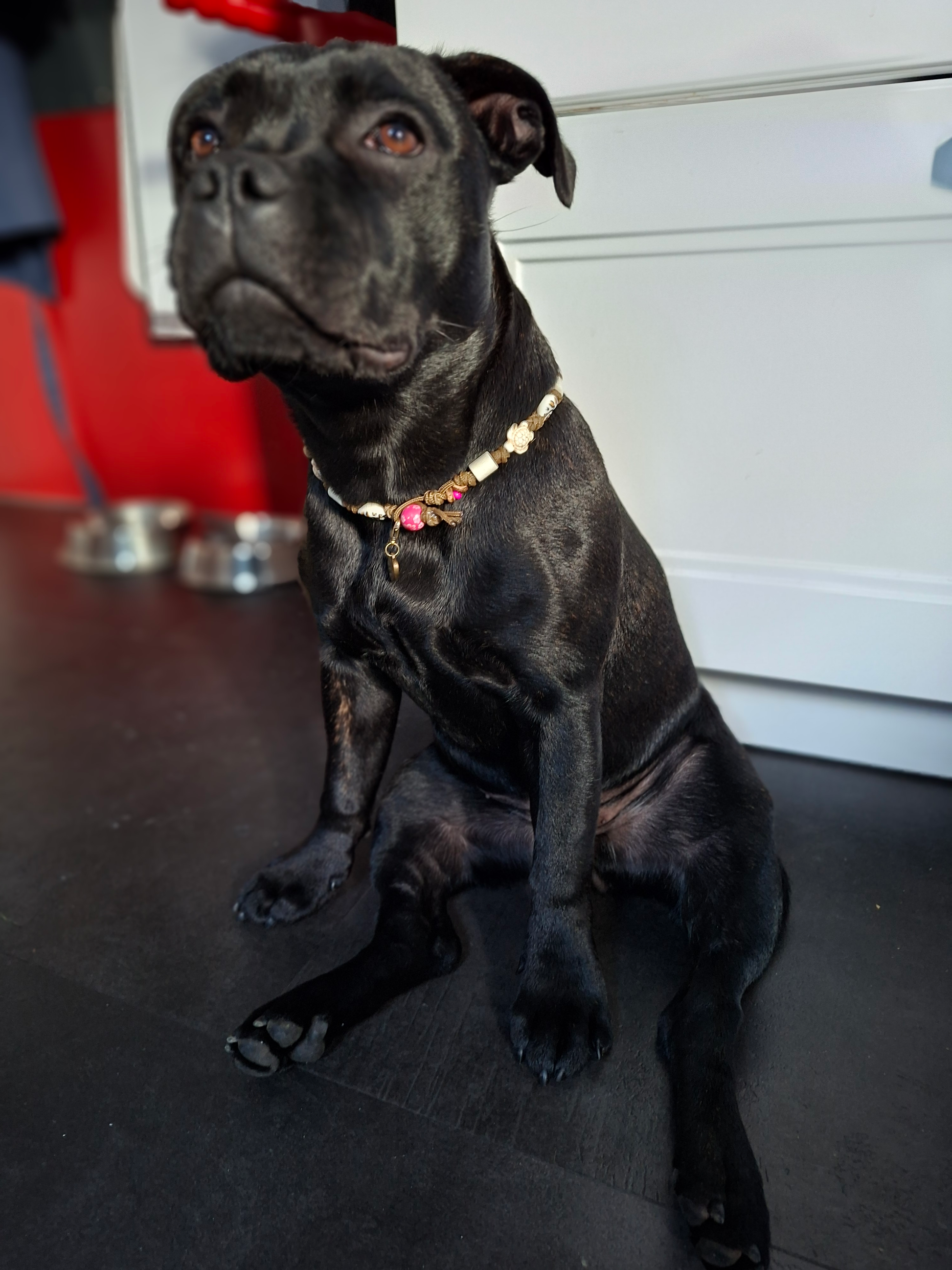 EM-Keramik Halsband Leo mit Muscheln LoveBandit