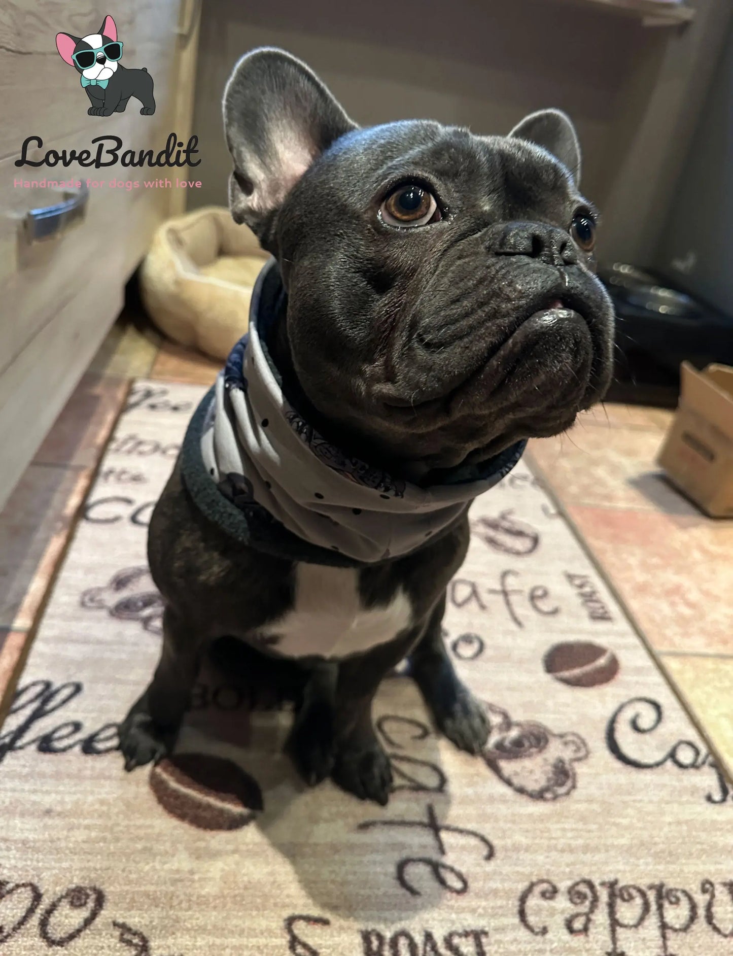 Hundeloop Hundeschal "Französische Bulldogge und Punkte" mit Fleece oder Teddyplüsch (Grau) Lovebandit