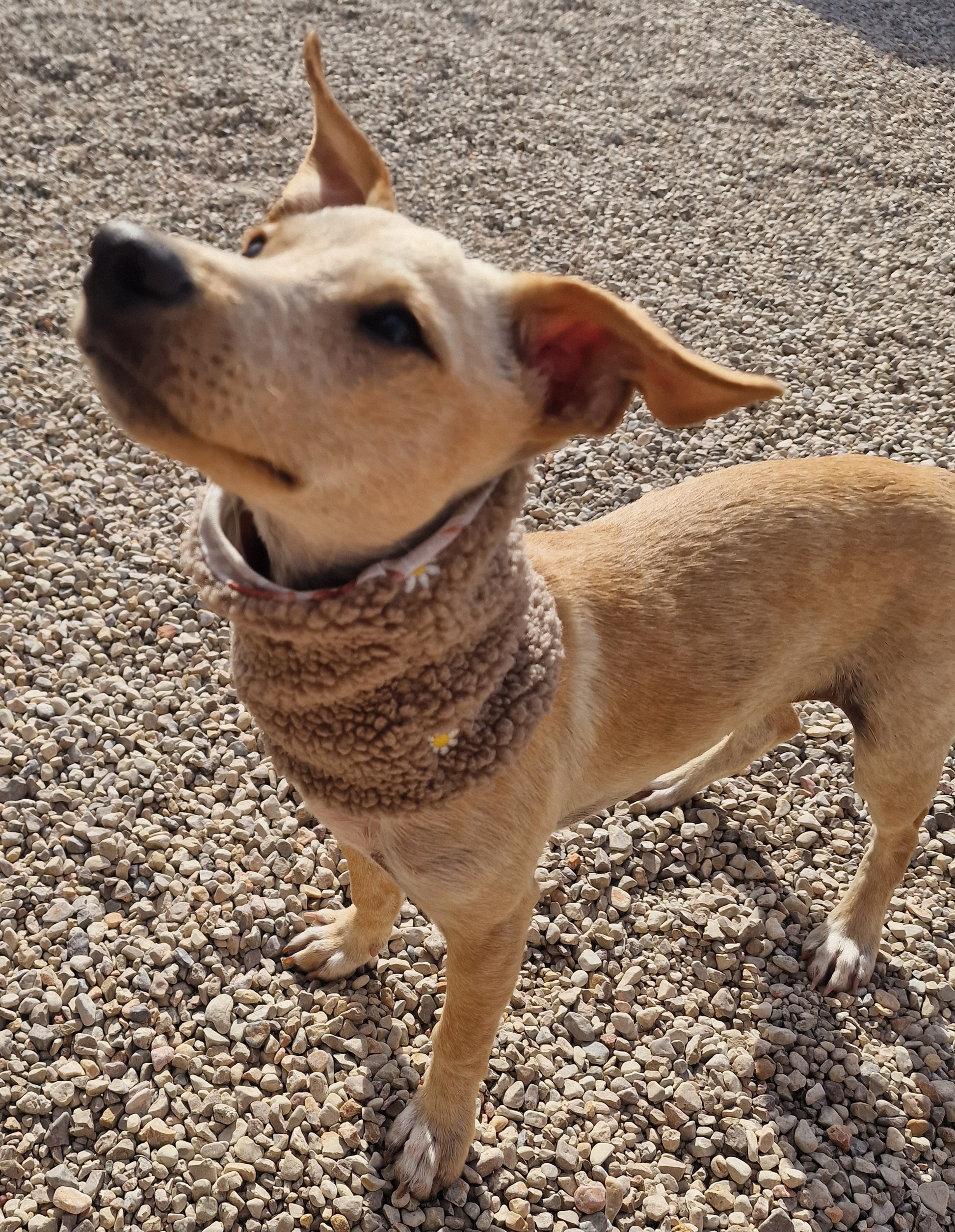 Hundeloop Hundeschal Kleiner Wolf Blau Lovebandit