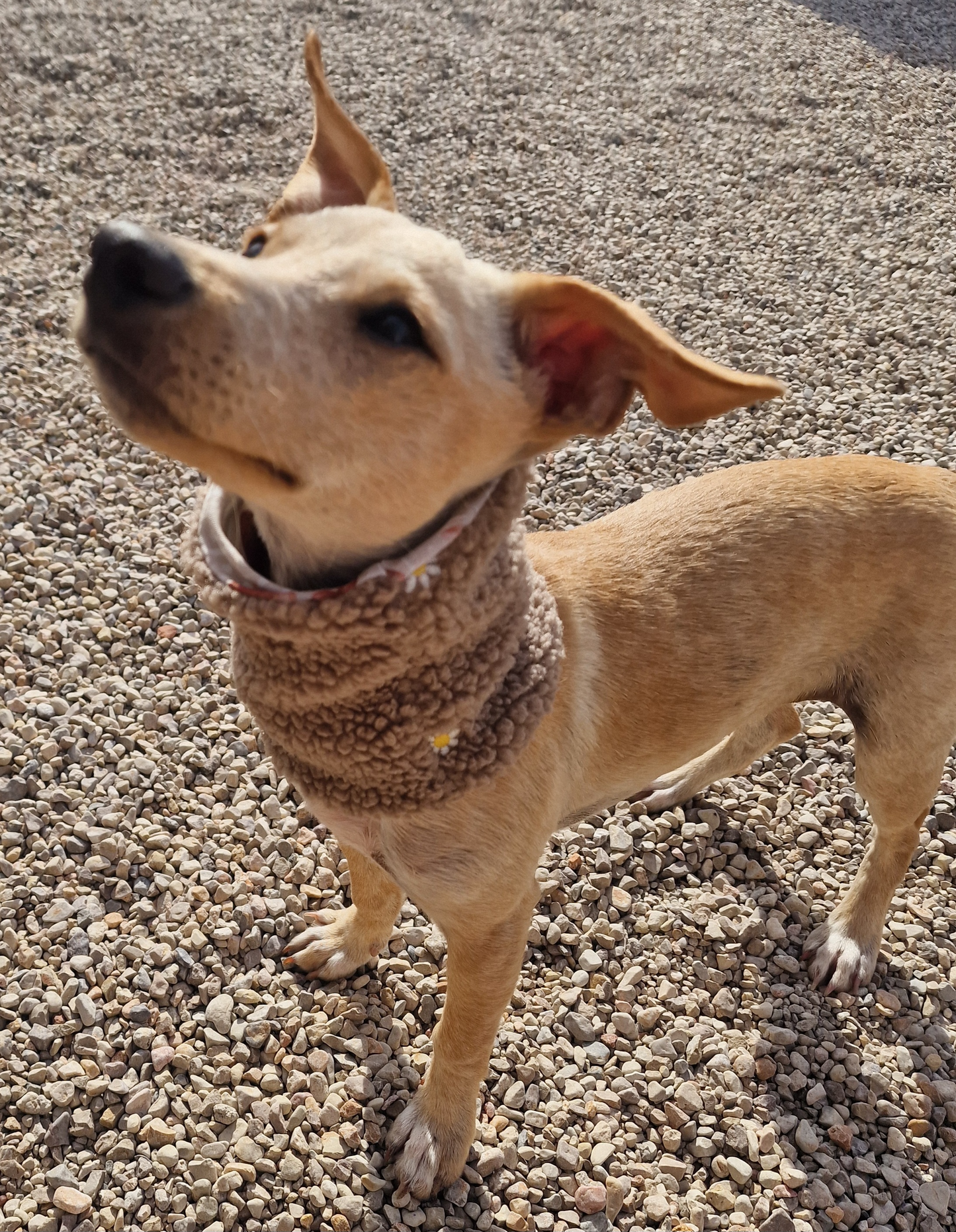 Hundeloop Hundeschal Teddy Gänseblümchen beige