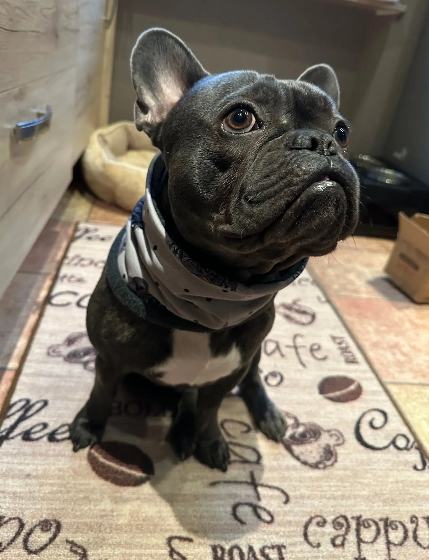 Hundeschal Hundeloop "Französische Bulldogge" mit Fleece oder Teddyplüsch (Blau) - LoveBandit