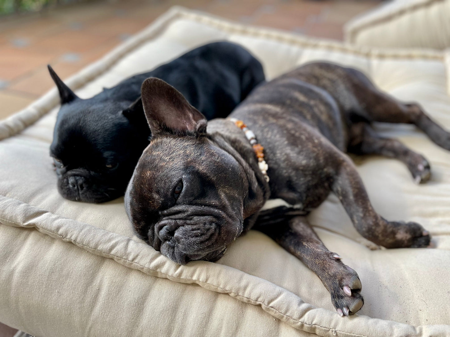 Bernstein und EM Keramik Halsband für Hunde - Peace & Schildkröten blau Lovebandit