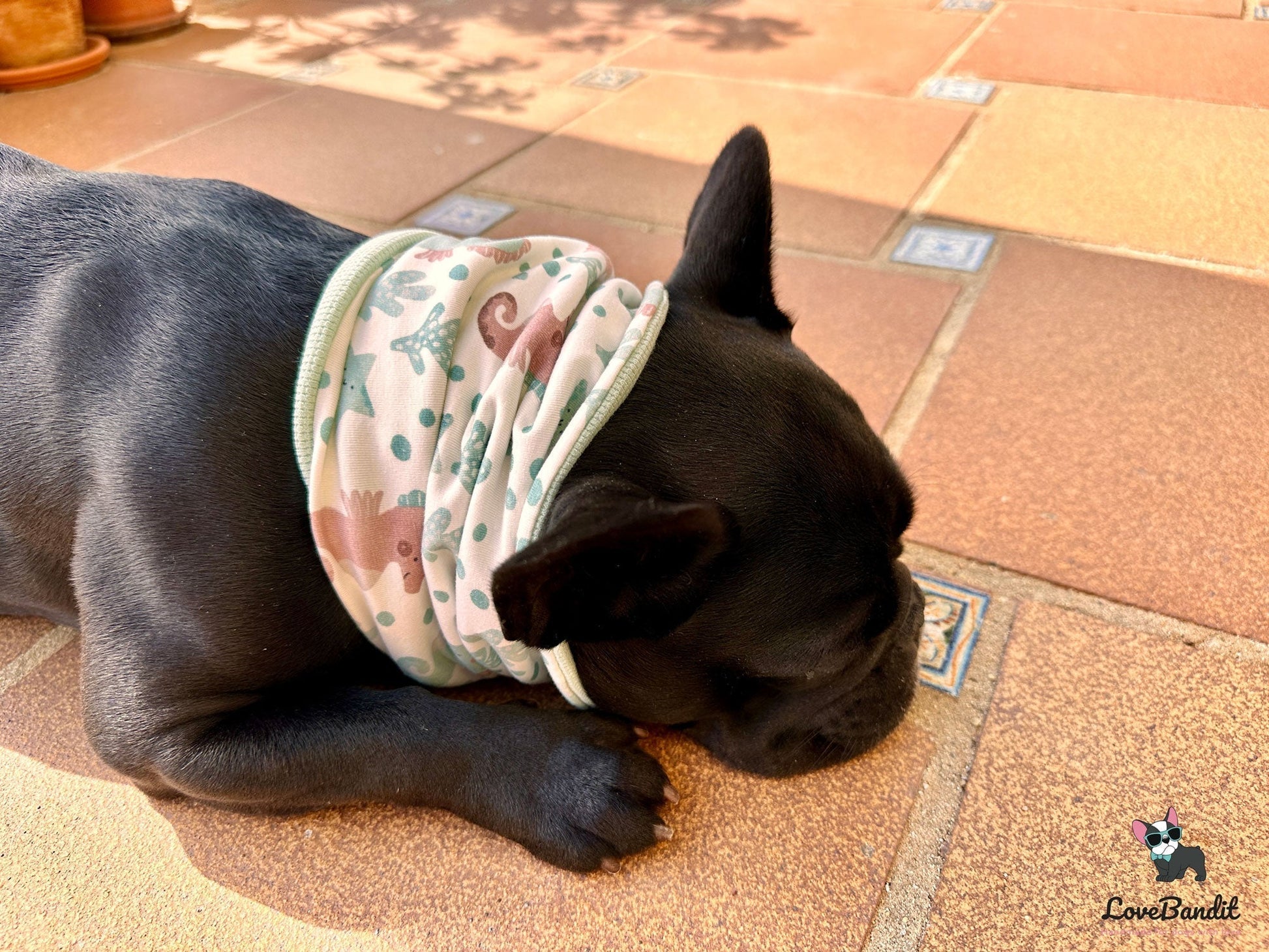 Hundeloop Hundehalstuch Frühling Sommer Seesterne Mint Lovebandit