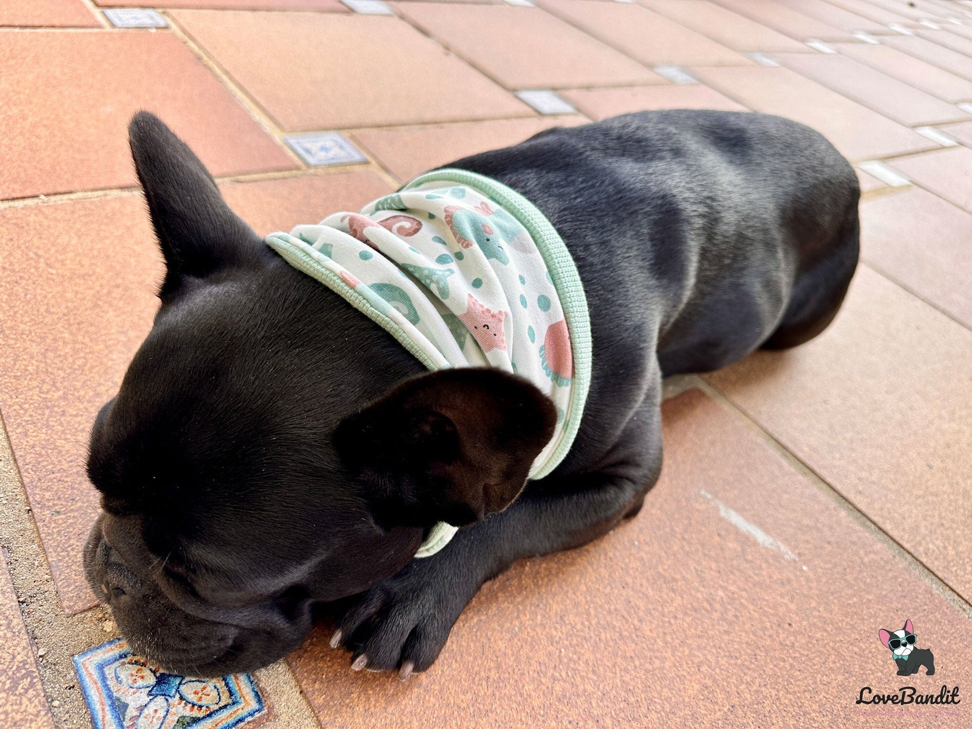 Hundeloop Hundehalstuch Frühling Sommer Seesterne Mint Lovebandit