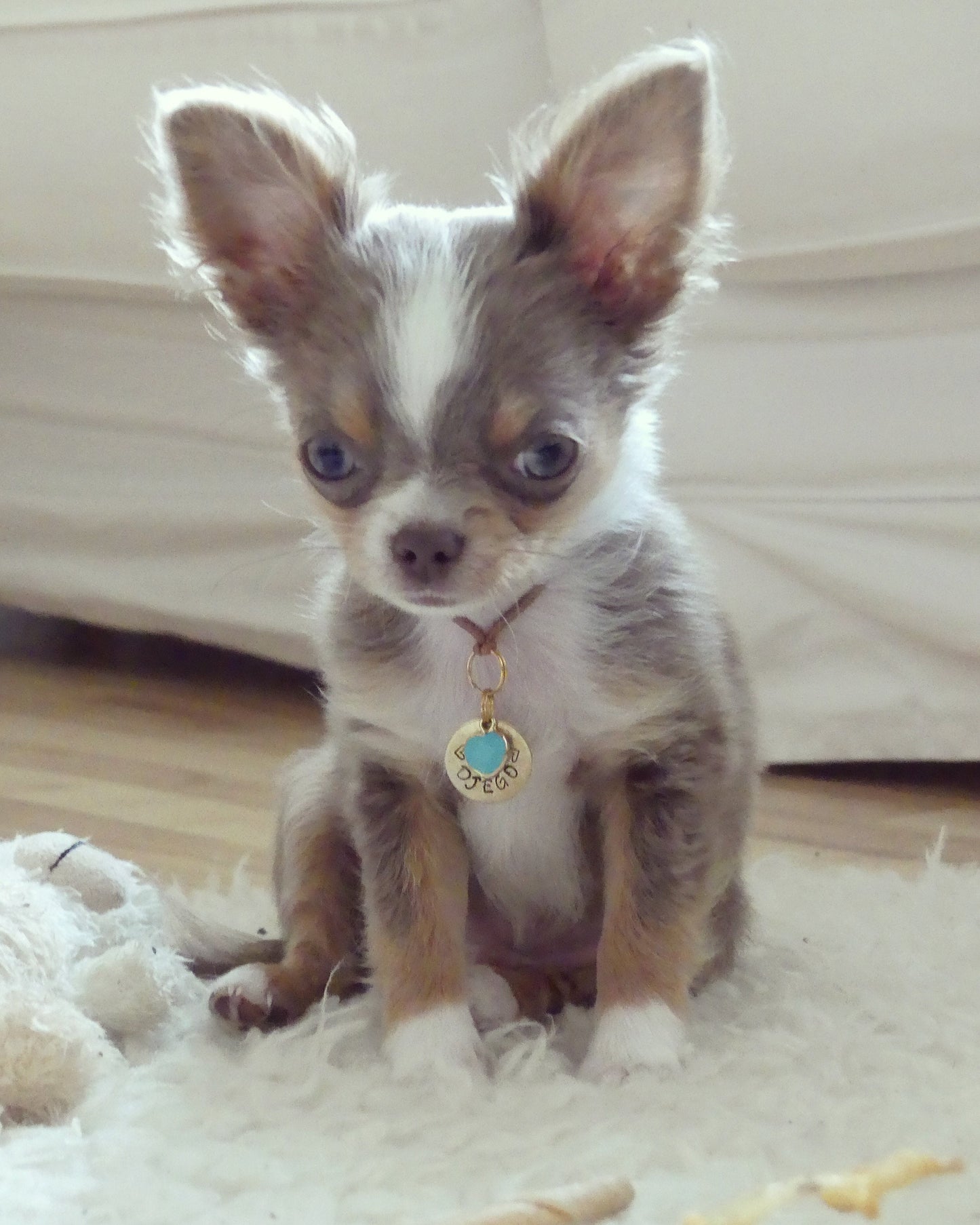 Personalisierte kleine Hundemarke Katzenmarke "Mini" aus Messing Lovebandit